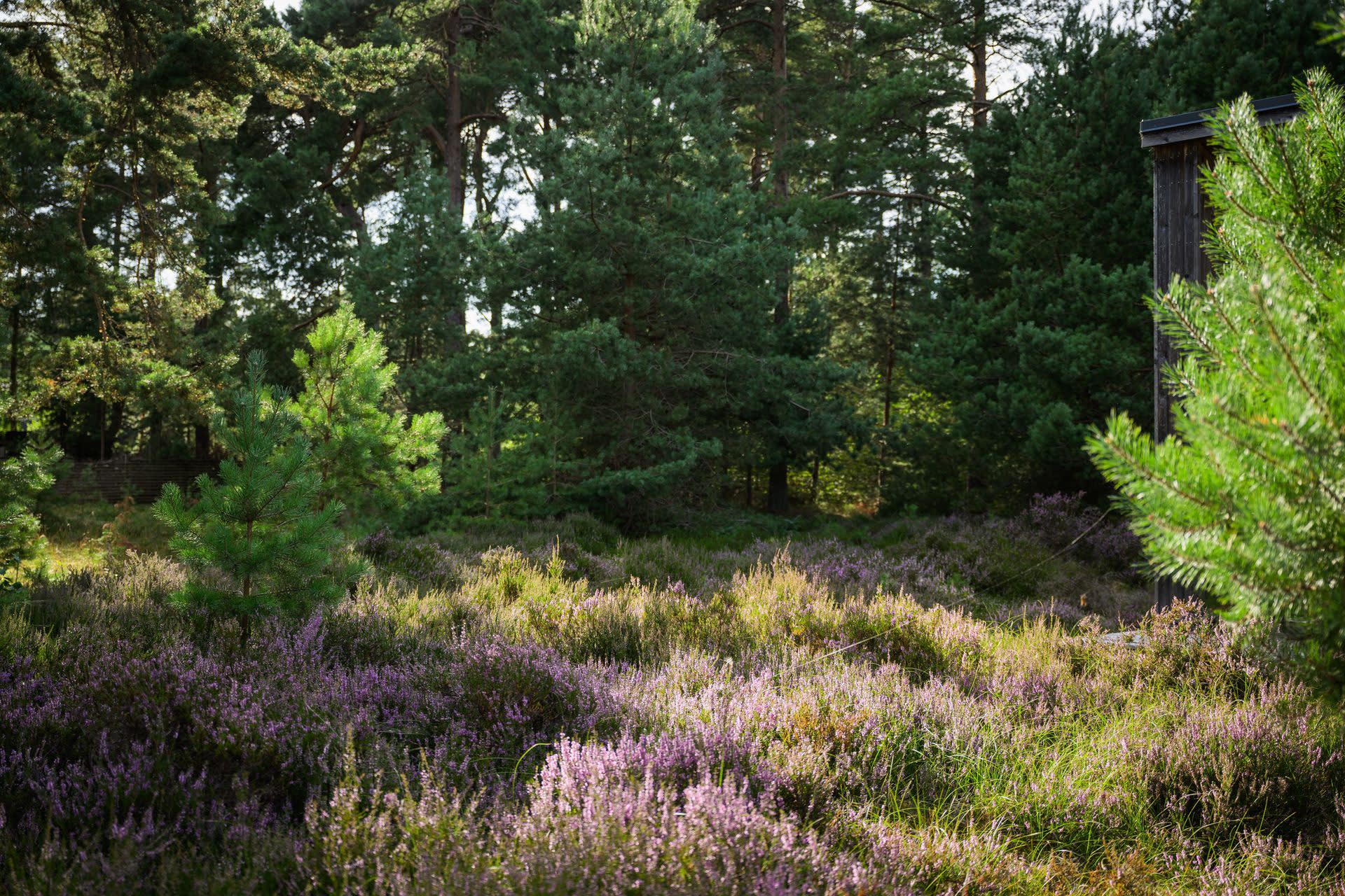 Omgivningen är som balsam för själen. Här trivs inte bara vi - Här skuttar också haren och rådjuren samtidigt som fasanen ger sitt skri och ekorren skalar kottar