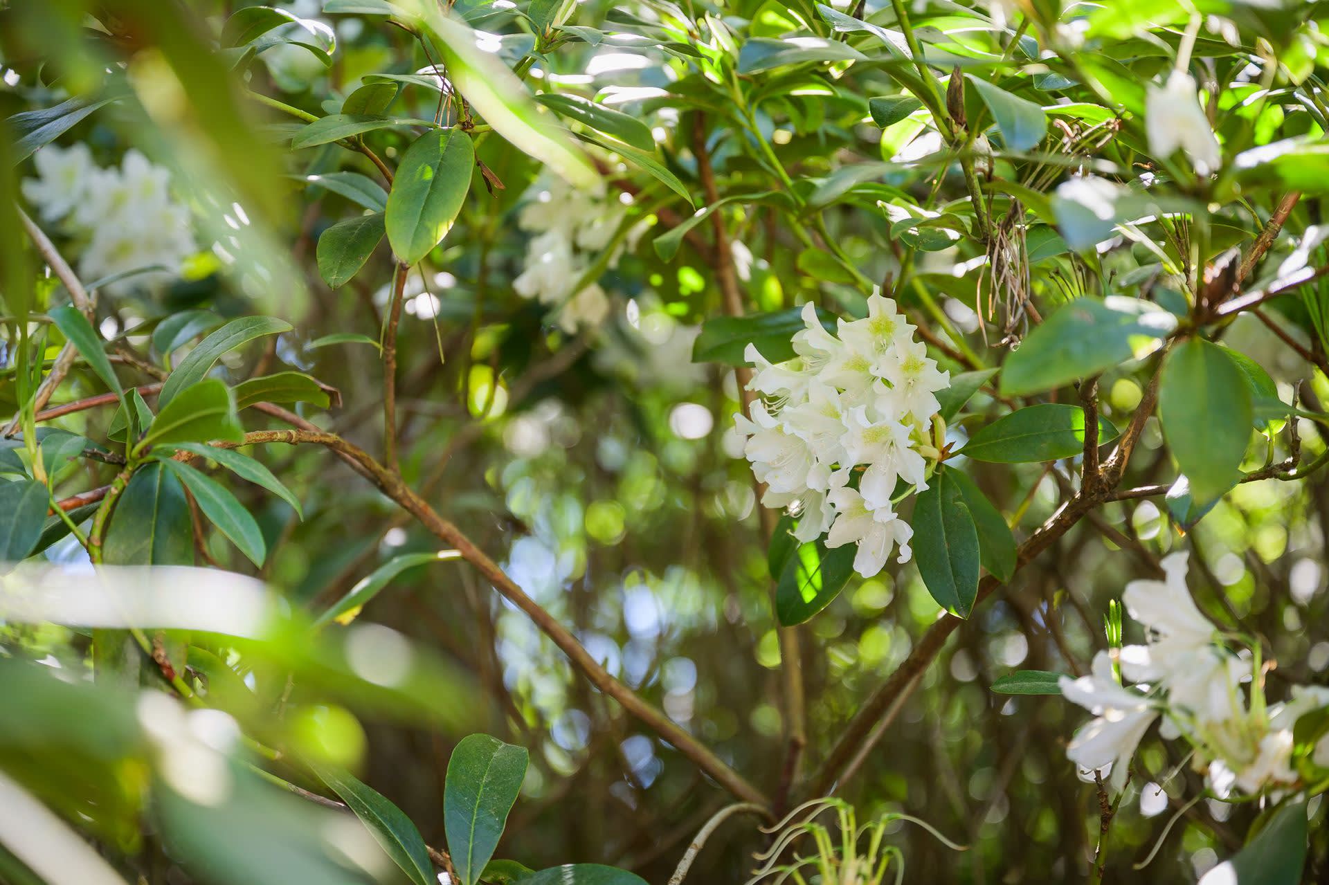Vit Rododendron