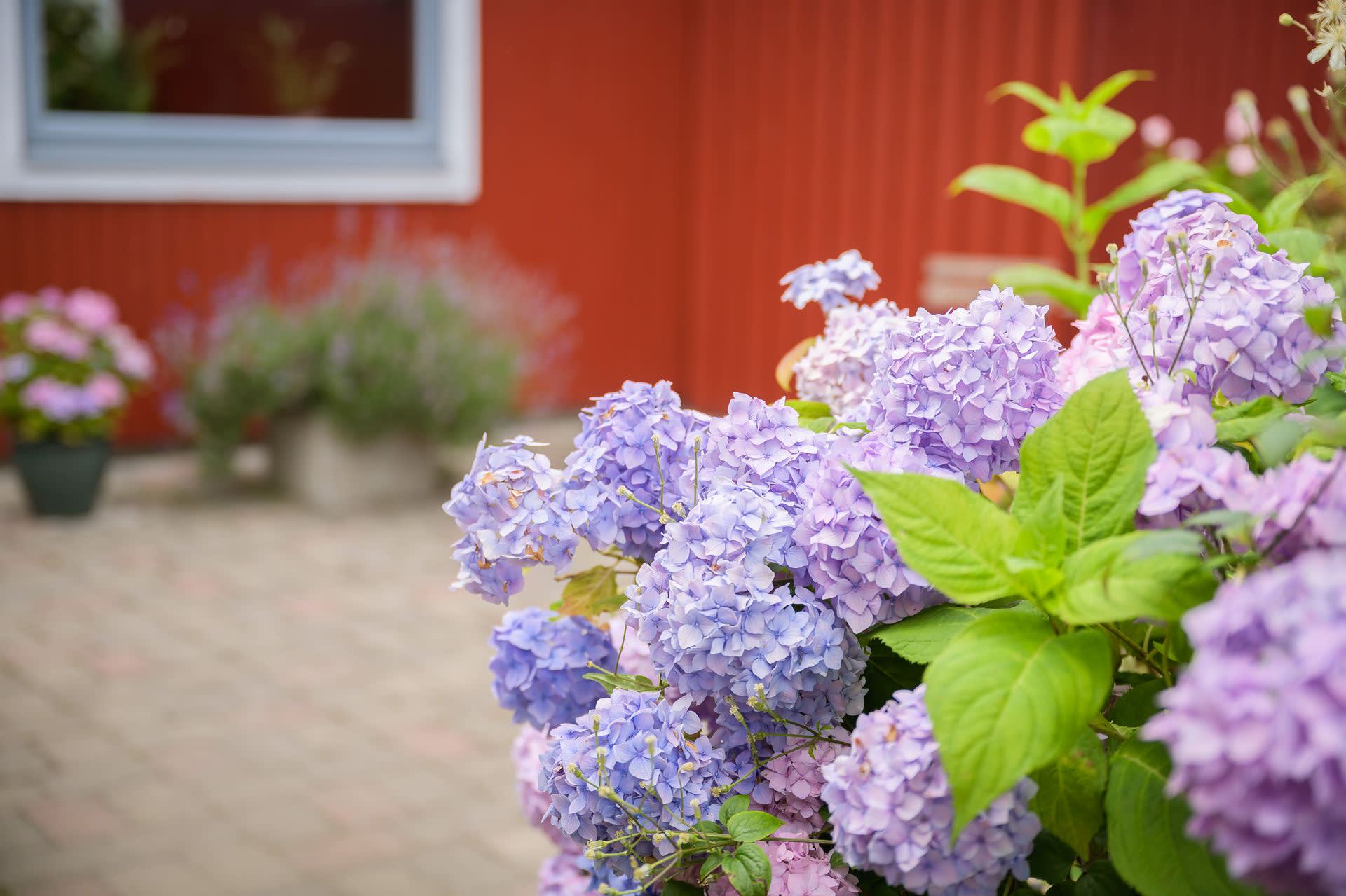 En blommande trädgård.