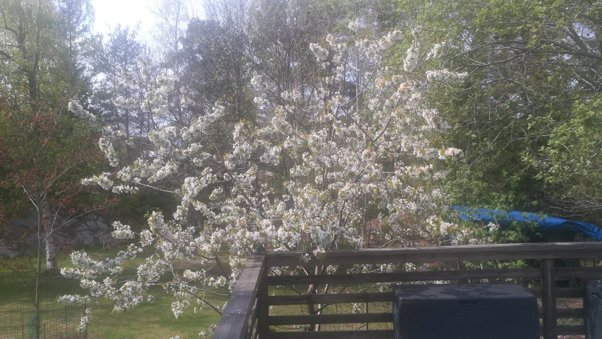 Körsbärsträd i blom (säljarens bild)