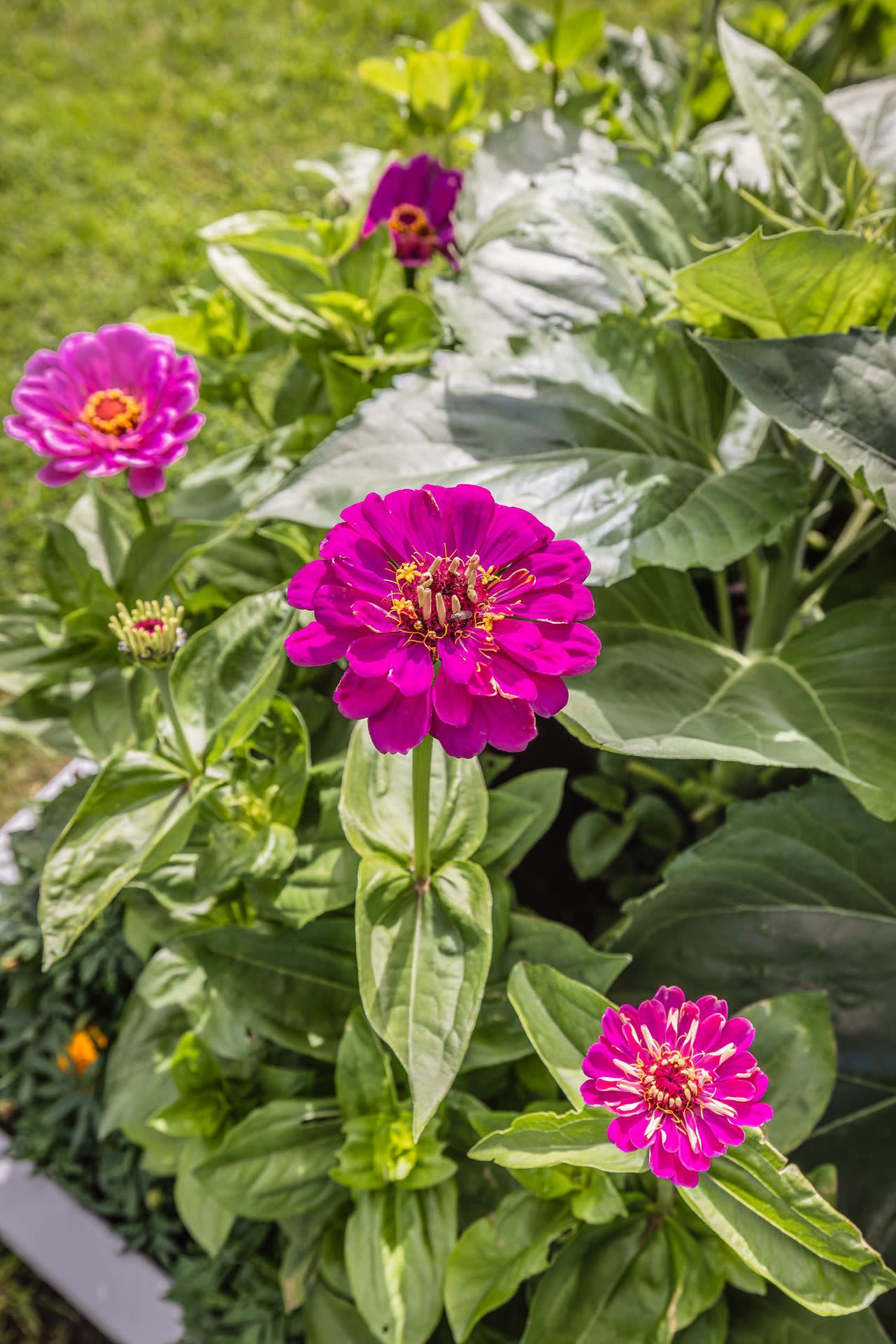 Detaljbild, blomstrande rabatter