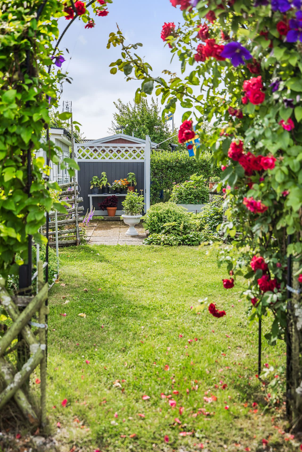 Detaljbild, vacker entré via trädgårdsbåge med rosor och klematis