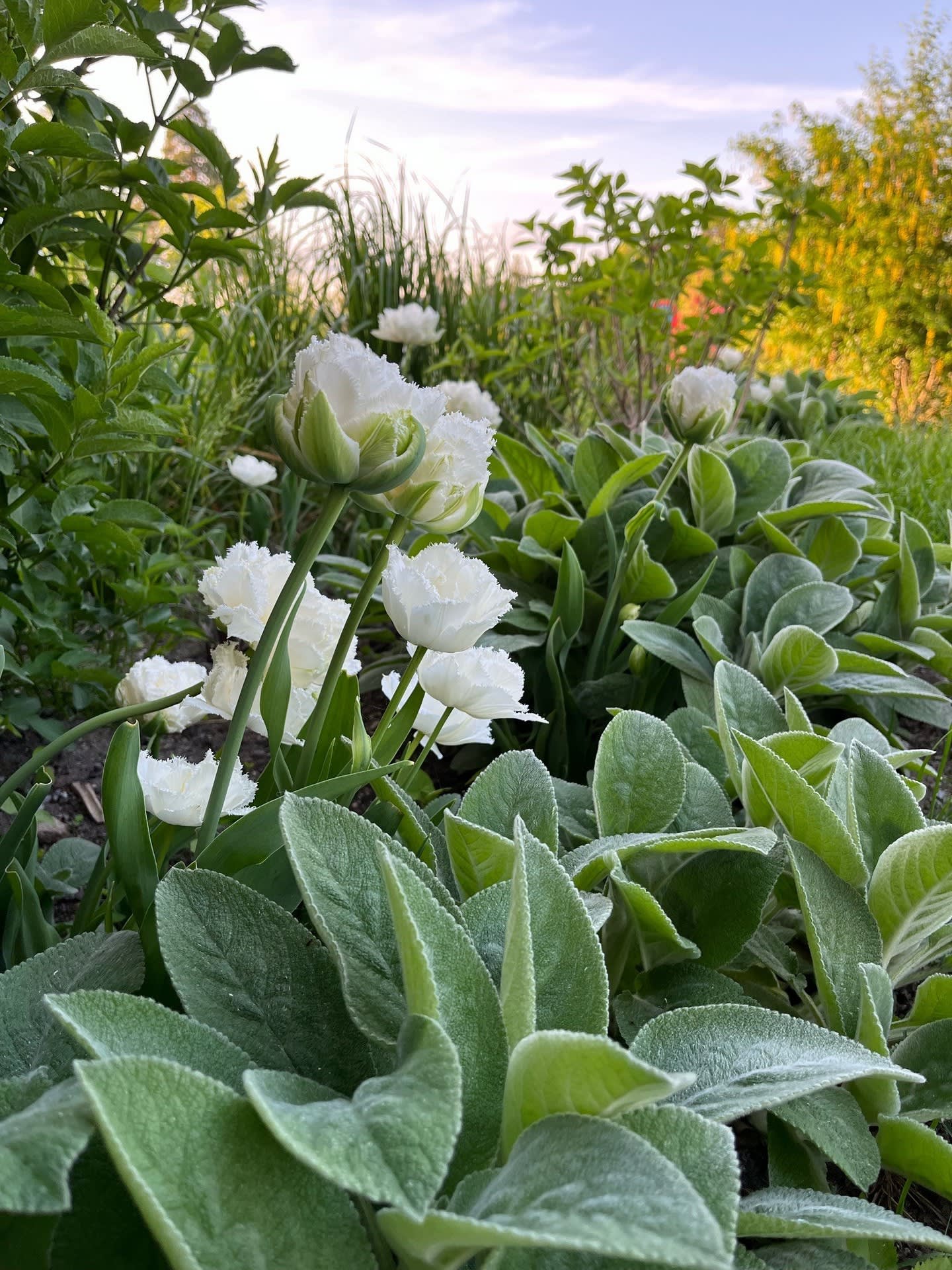 Sommarbild, trädgård i blomning