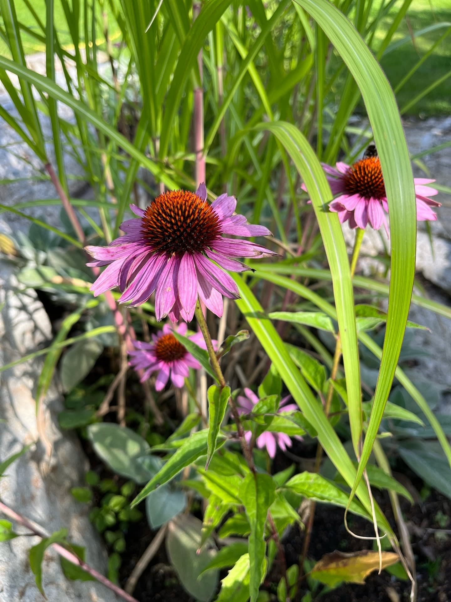 Sommarbild, trädgård i blomning