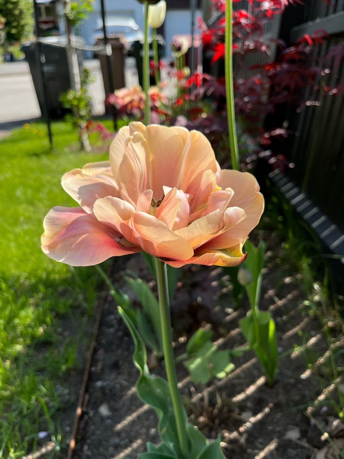 Sommarbild, trädgård i blomning