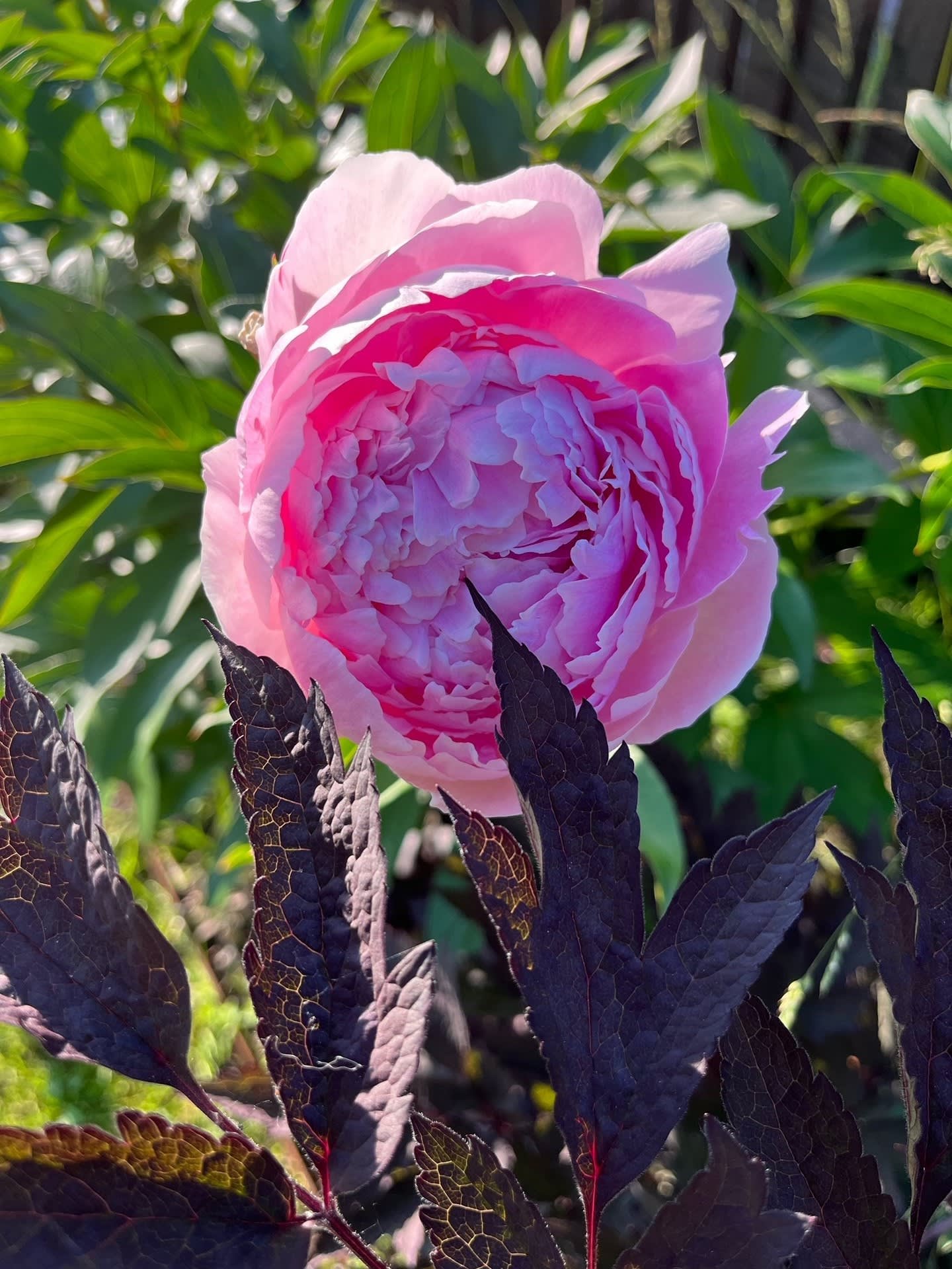 Sommarbild, trädgård i blomning