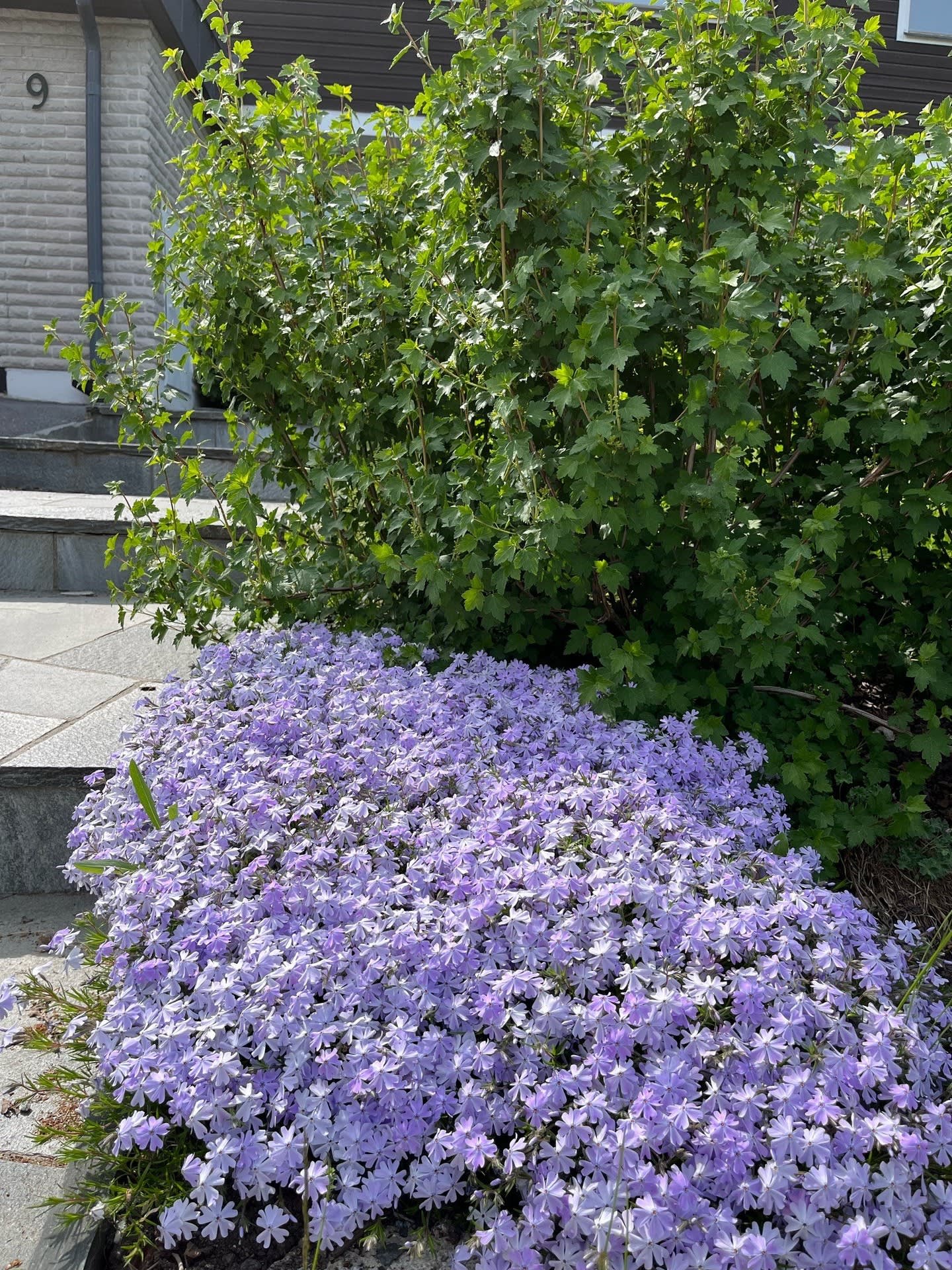 Sommarbild, trädgård i blomning