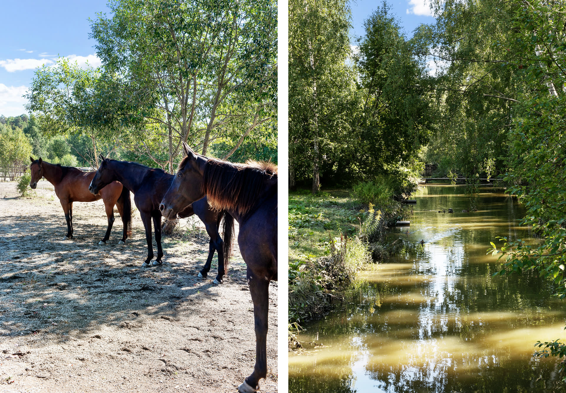 Det mysiga närområdet med hästhagar och Bällstaåns fågelliv