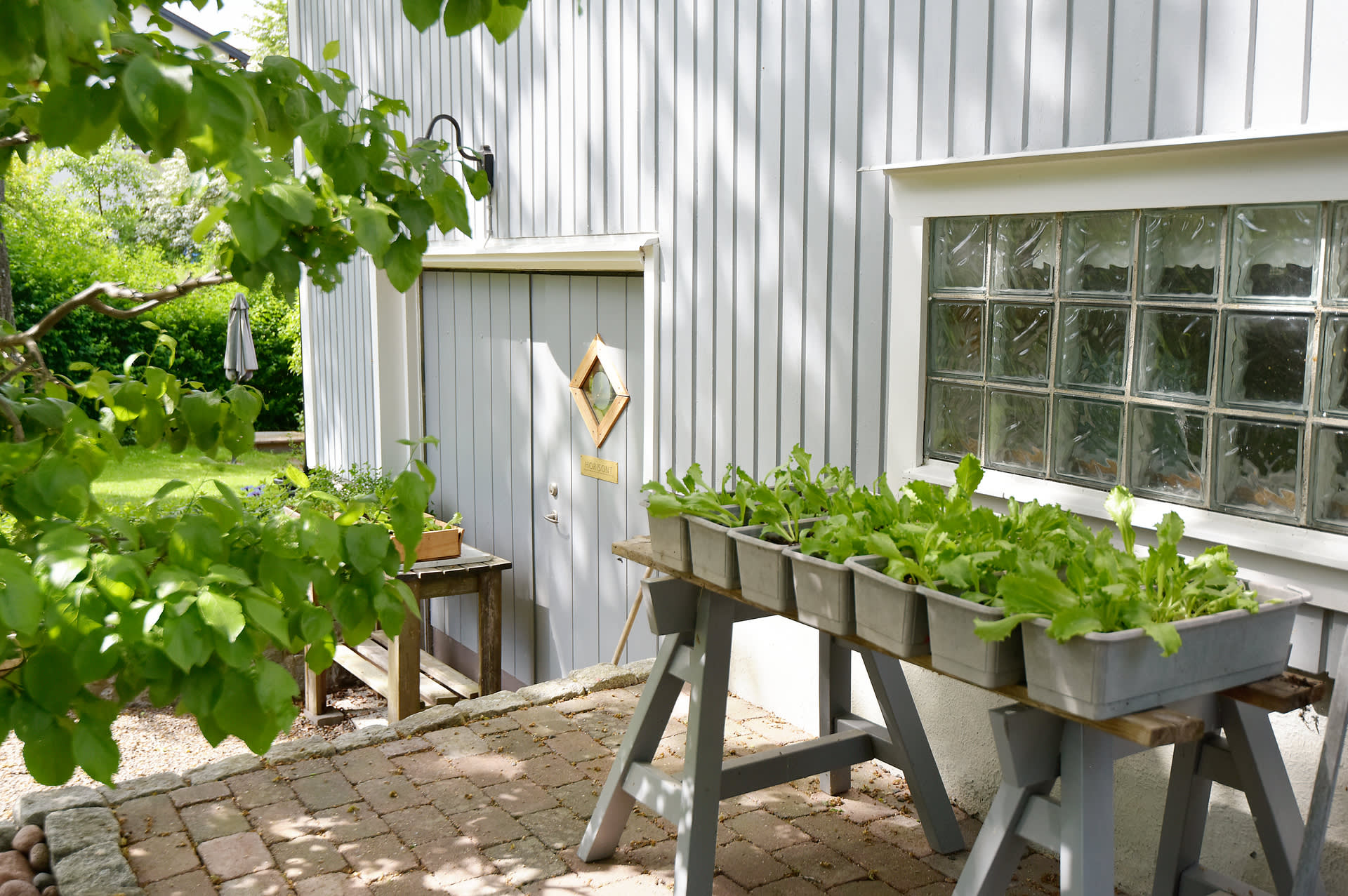 Sallad på tillväxt, snart är det dags för plantering