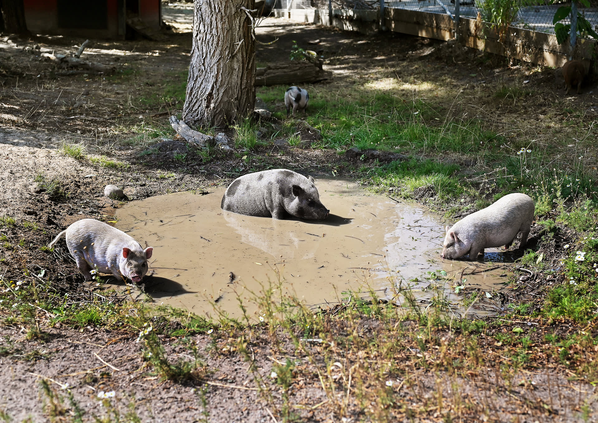 De livsnjutande Spånga-grisarna, med adress Spånga Gymnasium, är  ett mysigt utflyktsmål